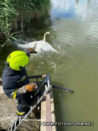 На Кіровоградщині надзвичайники врятували лебедя (ФОТО)